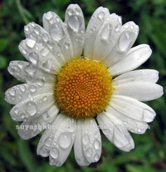 羅馬洋甘菊 Anthemis_Nobilis_oil.jpg_250x250