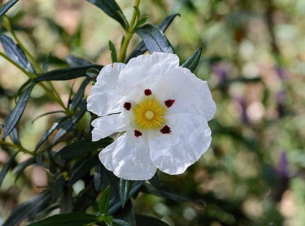 Cistus_ladaniferus-Cistus_May_2014-9