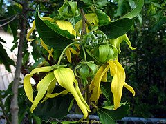 Ylang-large.jpg