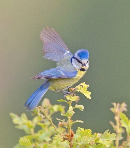 blue tits1