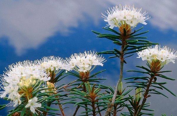 labrador tea 1.jpg