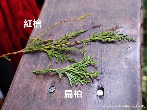 山老鼠/檜木分紅檜、扁柏兩種/「比炒房地產還凶」。市價一才（