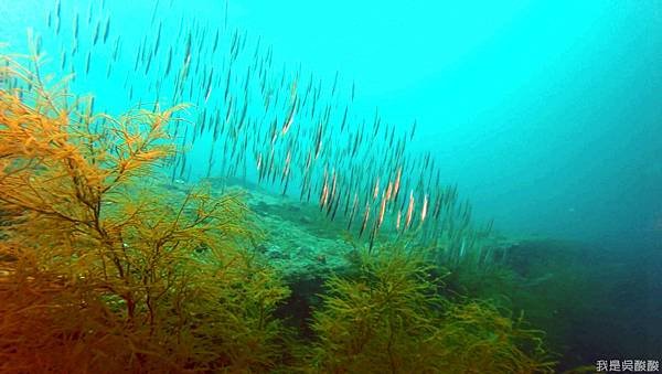 055-Coral Bay Beach And Dive Resort珊瑚灣海灘飯店 潛水.jpg
