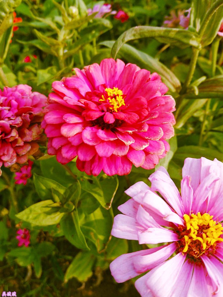 27-2017關渡花海節 驚豔關渡花現新大陸.jpg