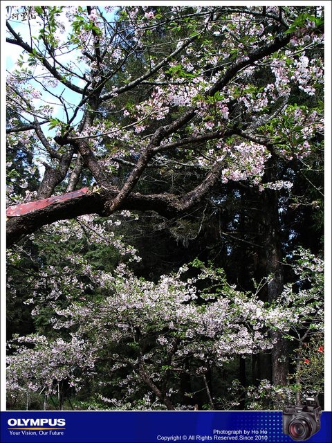 20070401010.jpg