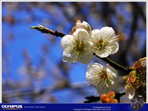 20080106005.jpg