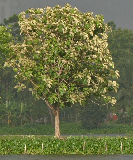 Tree_in_new_leaves_(Tectona_grandis)_I_IMG_8133