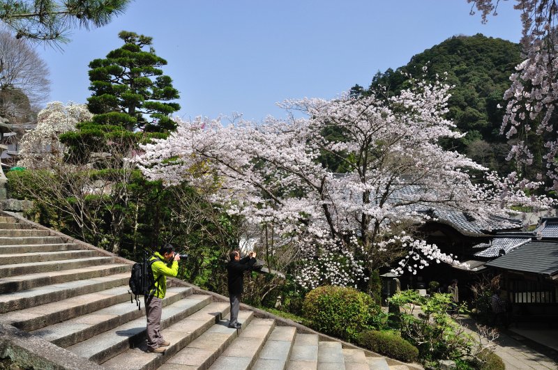 長谷寺 (51)