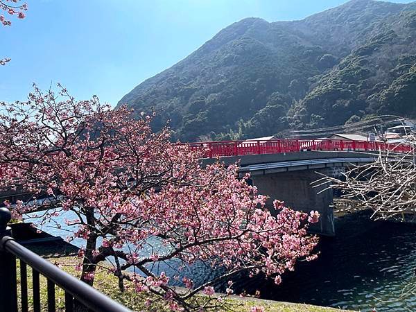 [ 2025 關東. Mr.Fuji .河津櫻] 河津川河津