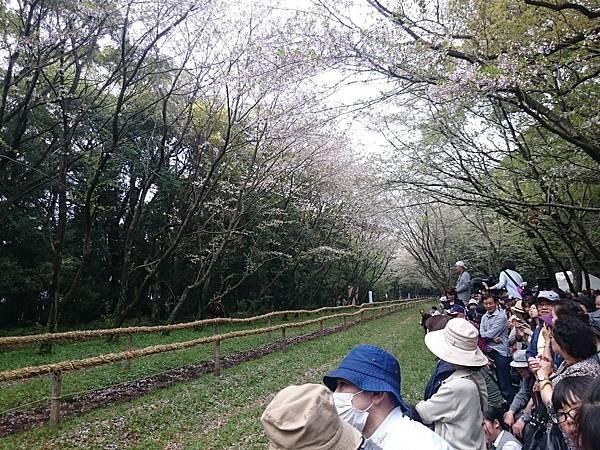 流鏑馬（やぶさめ）是日本的一種騎射藝術，射手策馬於2町（約2