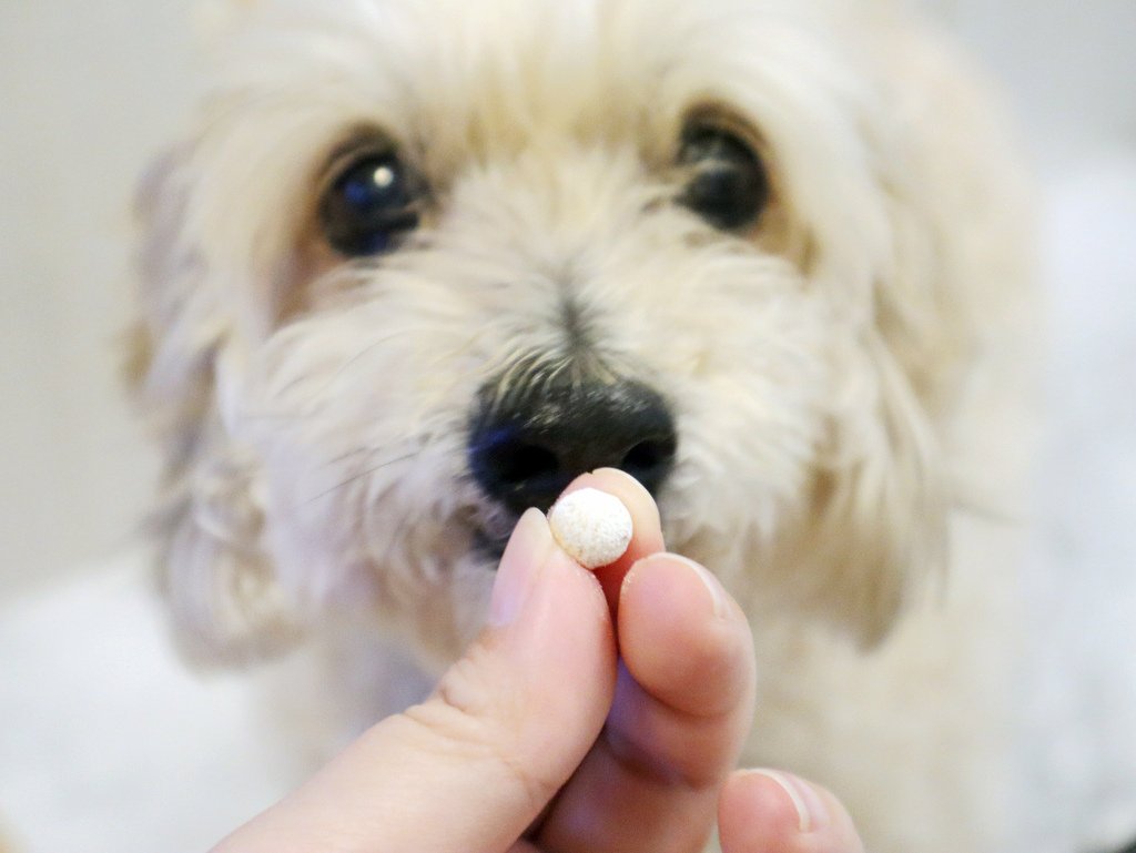 [狗狗關節保健推薦]OZLOO奧茲羅˙犬專用關節保健，專利高