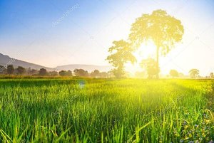 depositphotos_95863184-stock-photo-rice-field-with-sunshine-in