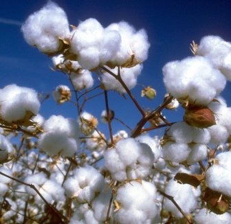 cotton