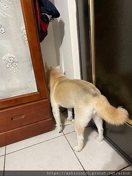 狗狗疑似前庭症候群