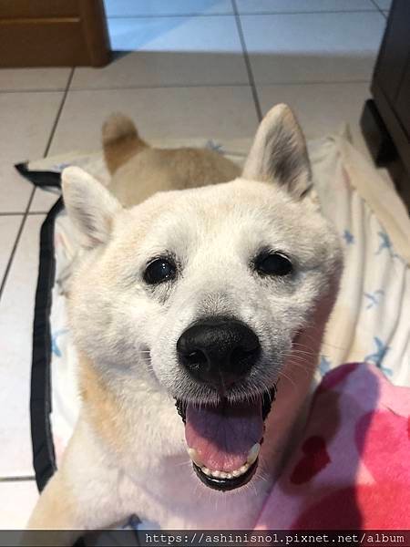 狗狗耳朵腫脹