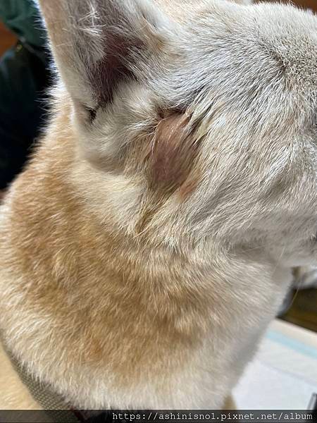 狗狗耳朵腫脹破裂