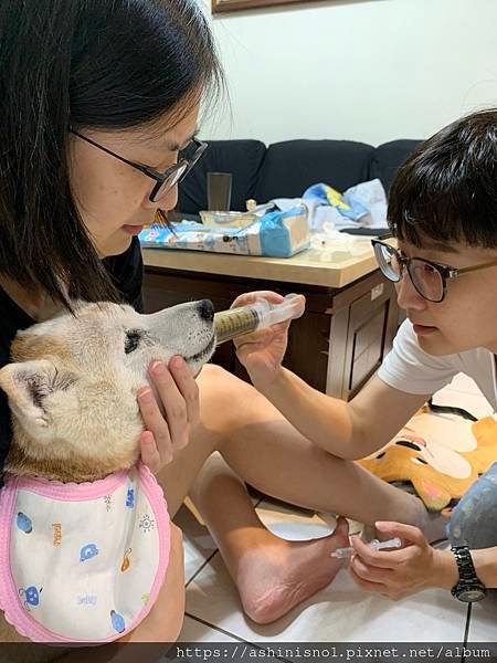 狗灌食
