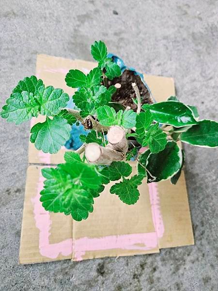自家的孩子