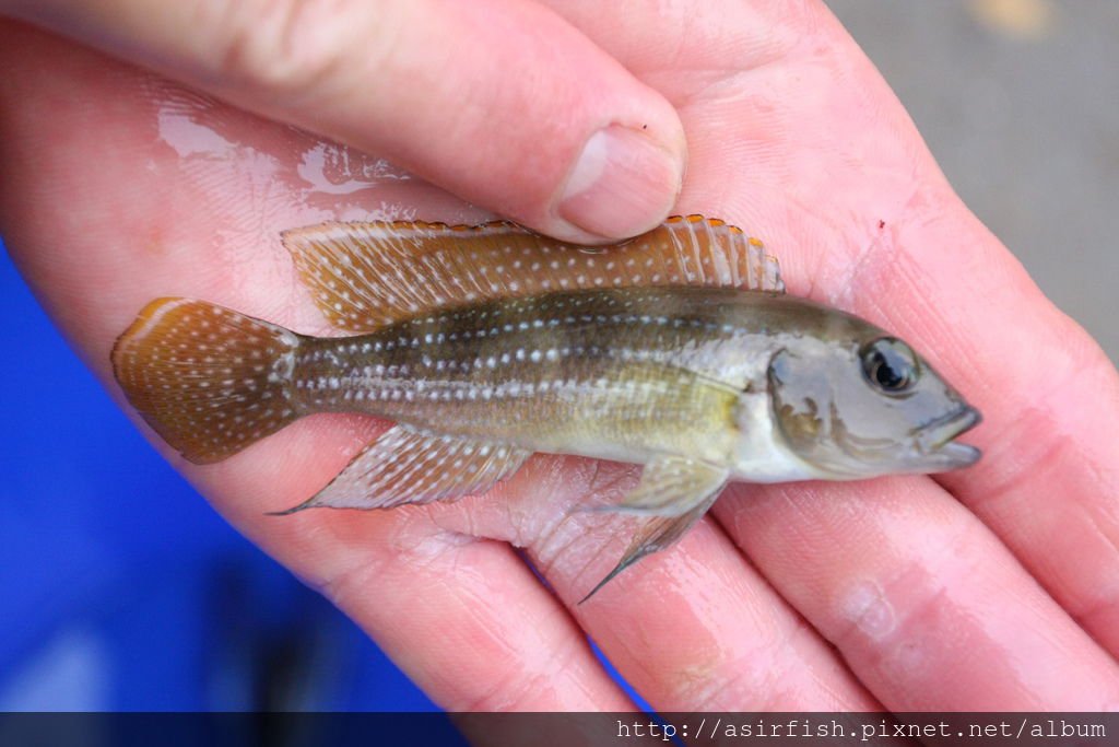 坦鯛 珍珠雀 NeoLamprologus tetracanthus 2.JPG