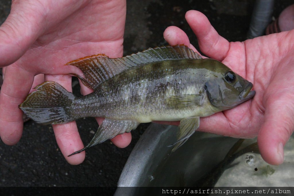 坦鯛 珍珠雀 NeoLamprologus tetracanthus 4.JPG