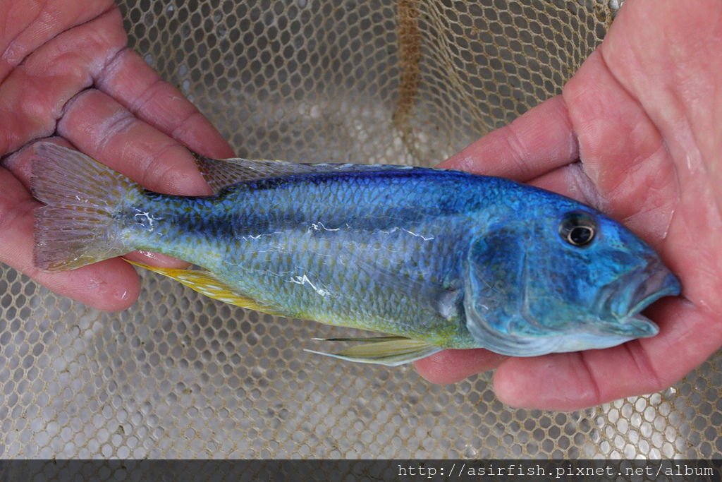 馬鯛 鳥嘴 Aristochromis christyi 2.JPG