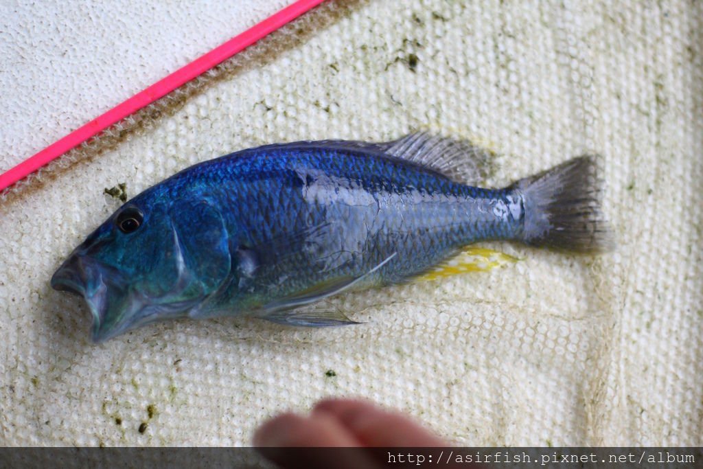 馬鯛 鳥嘴 Aristochromis christyi 3.JPG