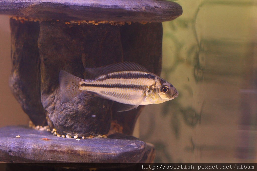 馬鯛 厚唇釘公 Chilotilapia euchilus 1.JPG