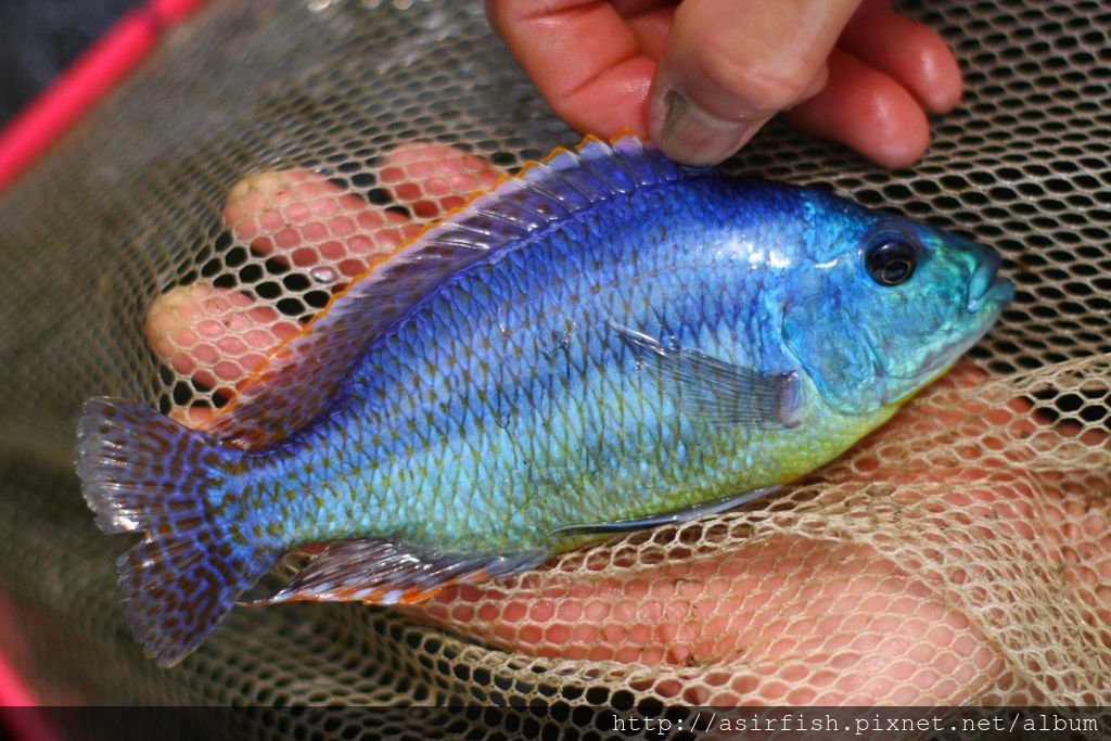 馬鯛 厚唇釘公 Chilotilapia euchilus 5.JPG