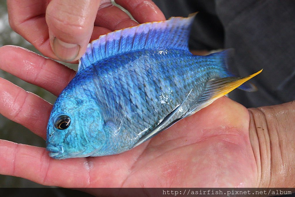 馬鯛 帝王鯛 Chilotilapia rhoadesii 2.JPG