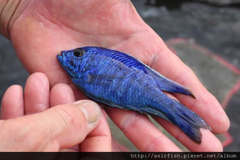 馬鯛 藍王子 Copadichromis azureus 1.JPG