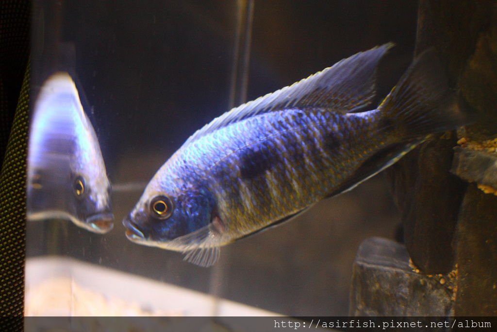 白眉金屬藍 Copadichromis trewavasae (Lupingu)  6