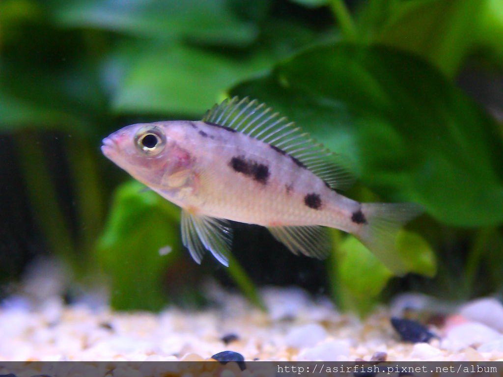 馬鯛 金頭藍孔雀 Otopharynx lithobates (Zimbawe Rock) 2.JPG