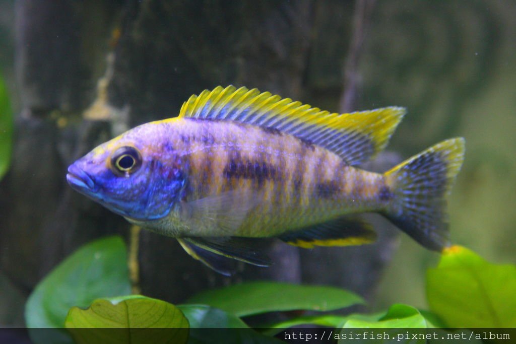 馬鯛 金頭藍孔雀 Otopharynx lithobates (Zimbawe Rock) 10.JPG