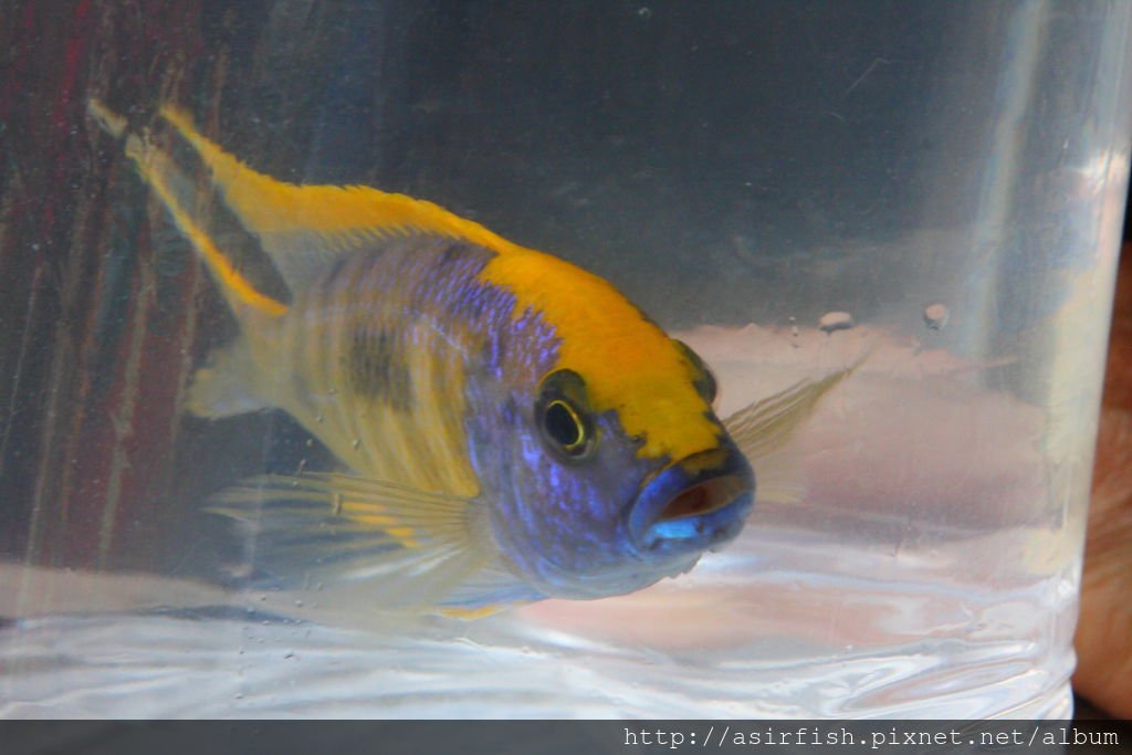 馬鯛 金頭藍孔雀 Otopharynx lithobates (Zimbawe Rock) 11.JPG