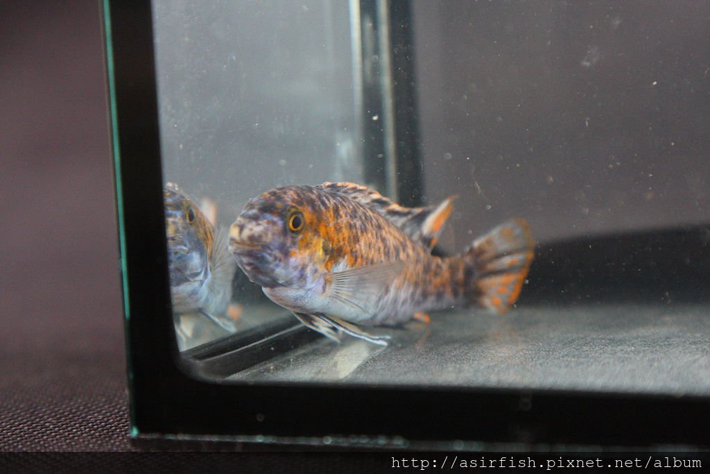 馬鯛 花勾鼻 Labeotropheus trewavasae OB.JPG