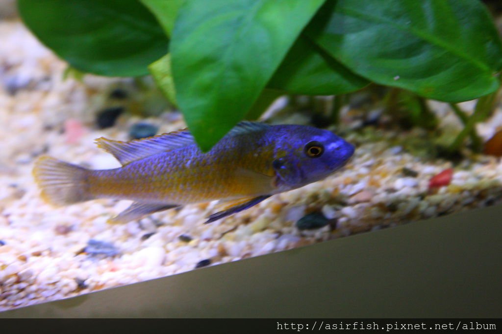 馬鯛 紅勾鼻 Labeotropheus trewavasae red 3.JPG