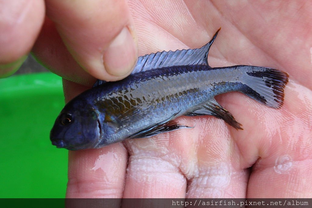 馬鯛 藍勾鼻 Labeotropheus trewavasae 2.JPG