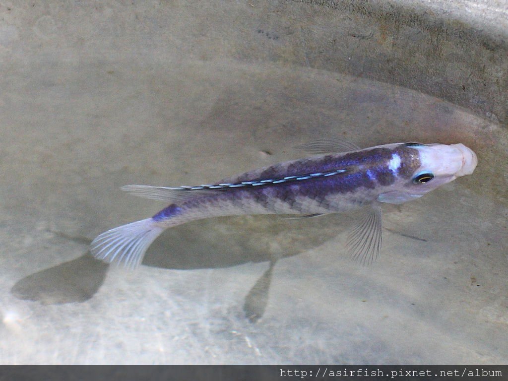 馬鯛 粉藍非洲王子 Labidochromis chisumulae 1.JPG