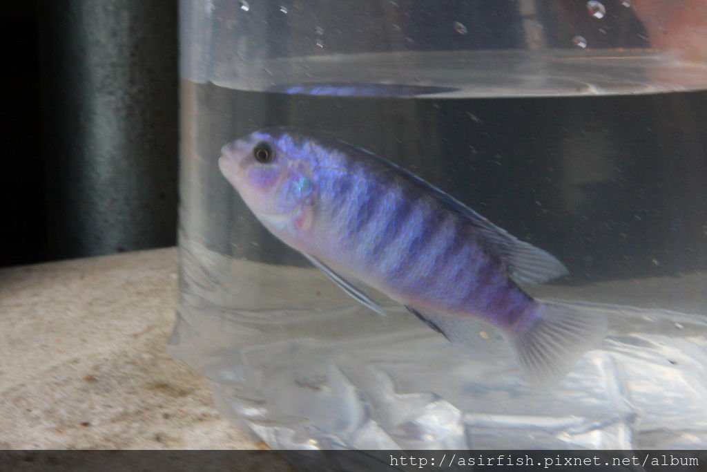 馬鯛 粉藍非洲王子 Labidochromis chisumulae 6.JPG