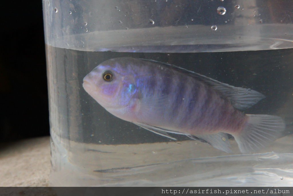 馬鯛 粉藍非洲王子 Labidochromis chisumulae 7.JPG