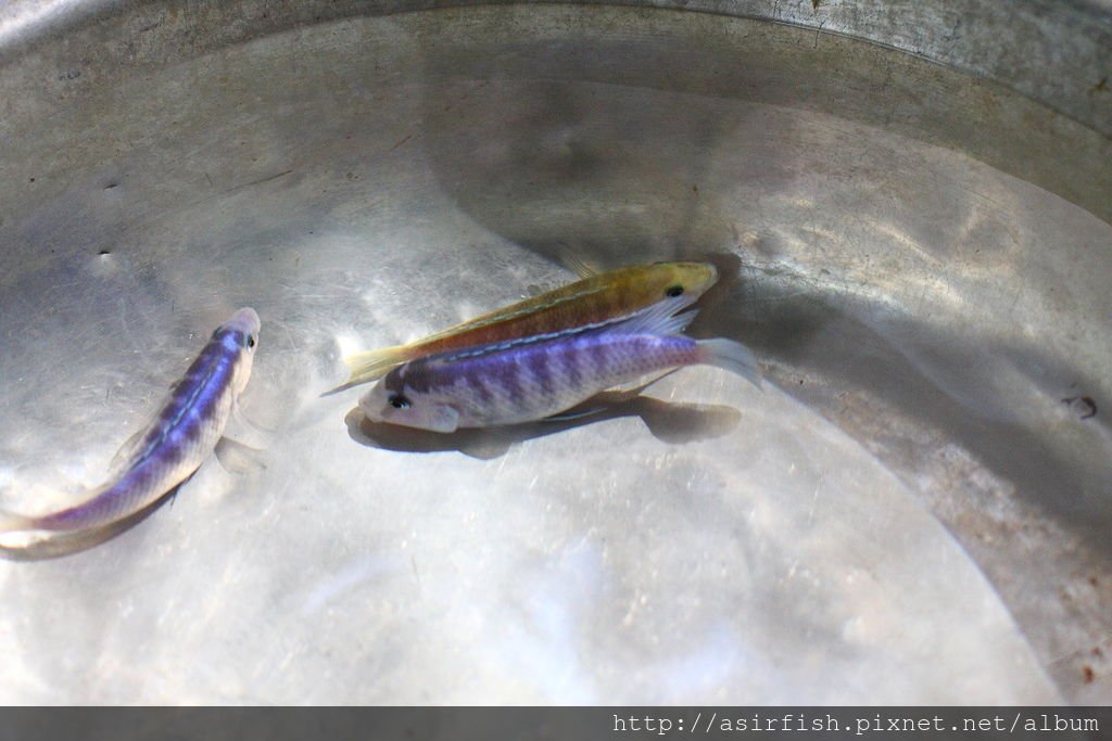 馬鯛 粉藍非洲王子 Labidochromis chisumulae 2.JPG