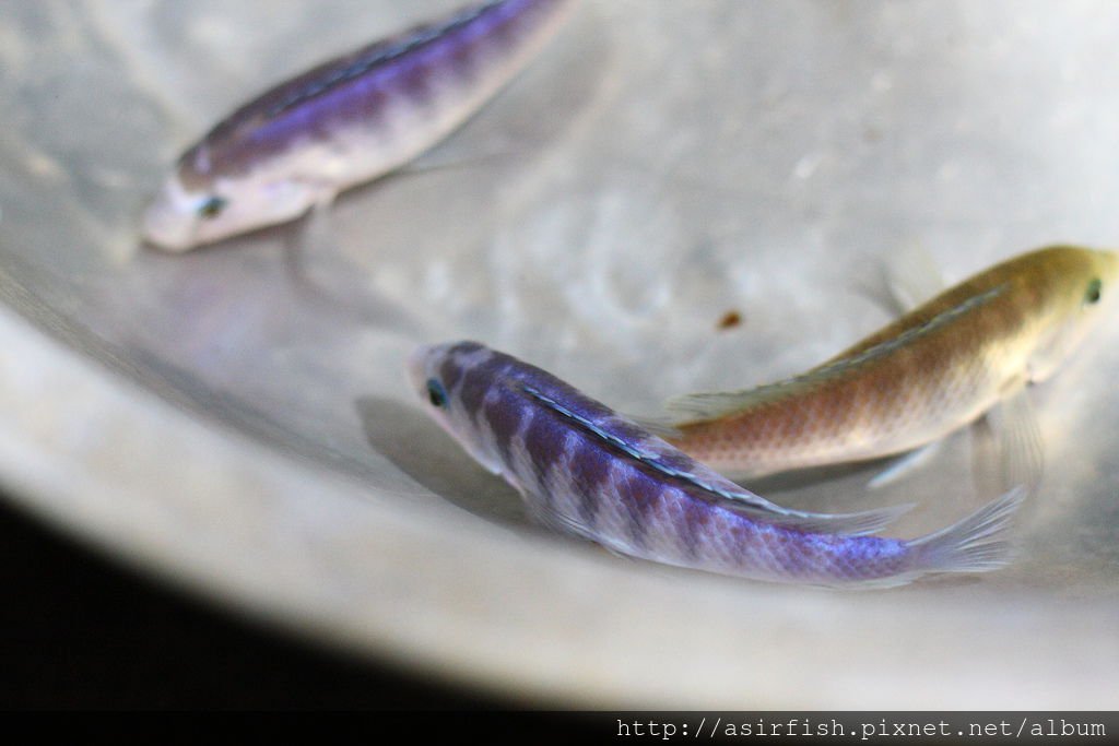 馬鯛 粉藍非洲王子 Labidochromis chisumulae 4.JPG