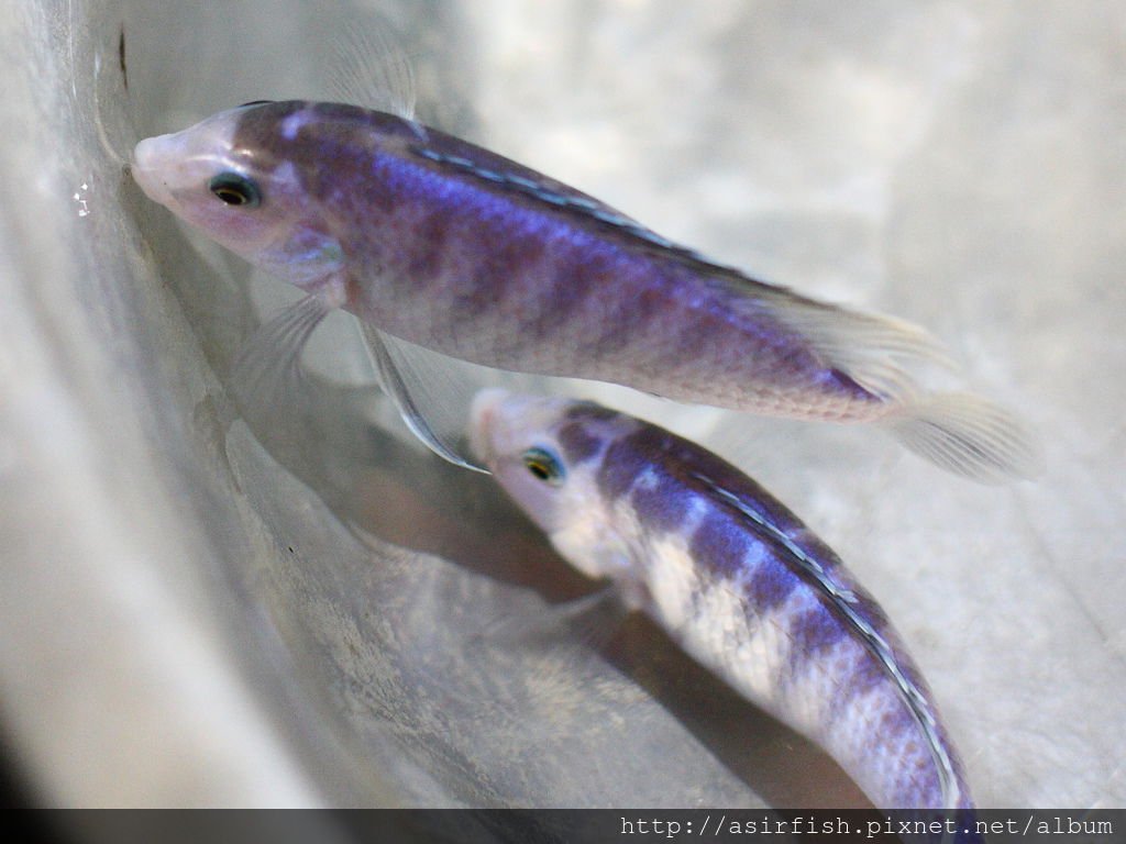 馬鯛 粉藍非洲王子 Labidochromis chisumulae 3.JPG