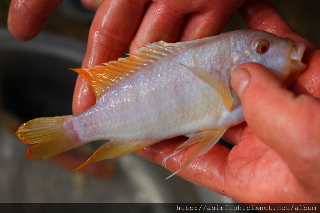 馬鯛 紅翅白馬 Metriaclima greshakei albino  1.JPG