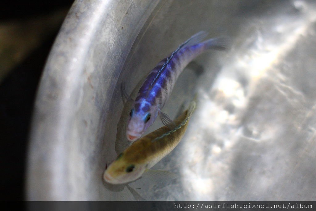 馬鯛 粉藍非洲王子 Labidochromis chisumulae 5.JPG