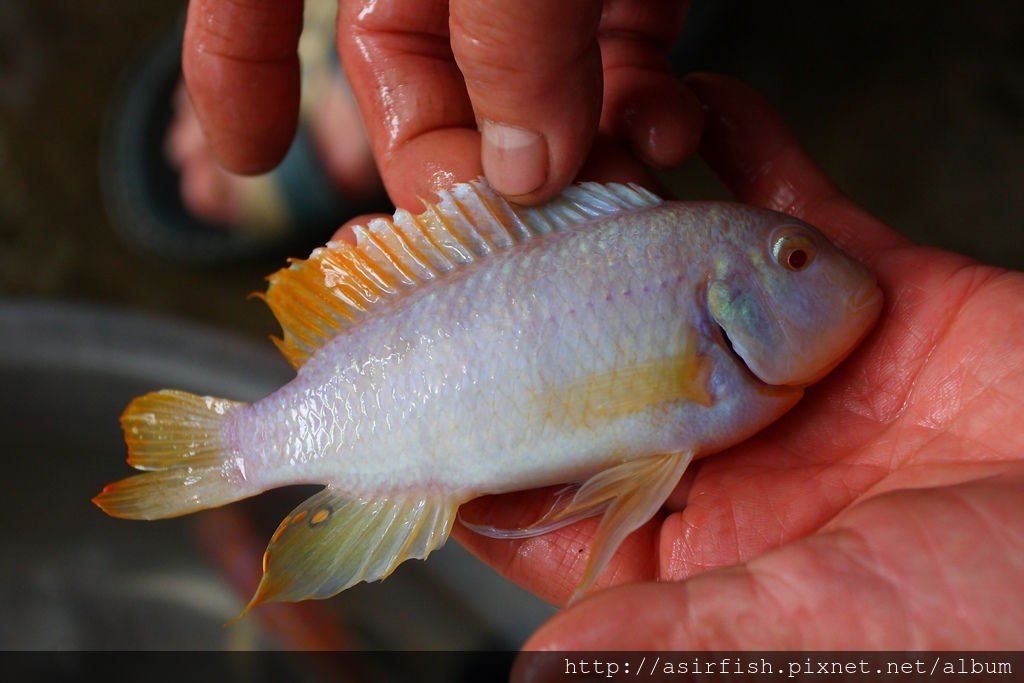 馬鯛 紅翅白馬 Metriaclima greshakei albino  2.JPG