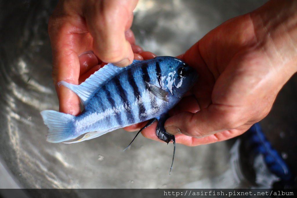 馬鯛 粉藍斑馬(梅森礁斑馬) Metriaclima sp. &apos;zebra zhilumba&apos; (Maison Reef)  5.JPG