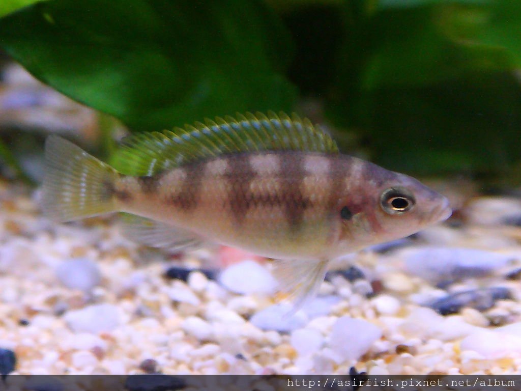 馬鯛 奇蒂姆巴龍王鯛 Petrotilapia sp. &apos;chitimba&apos; 1.JPG