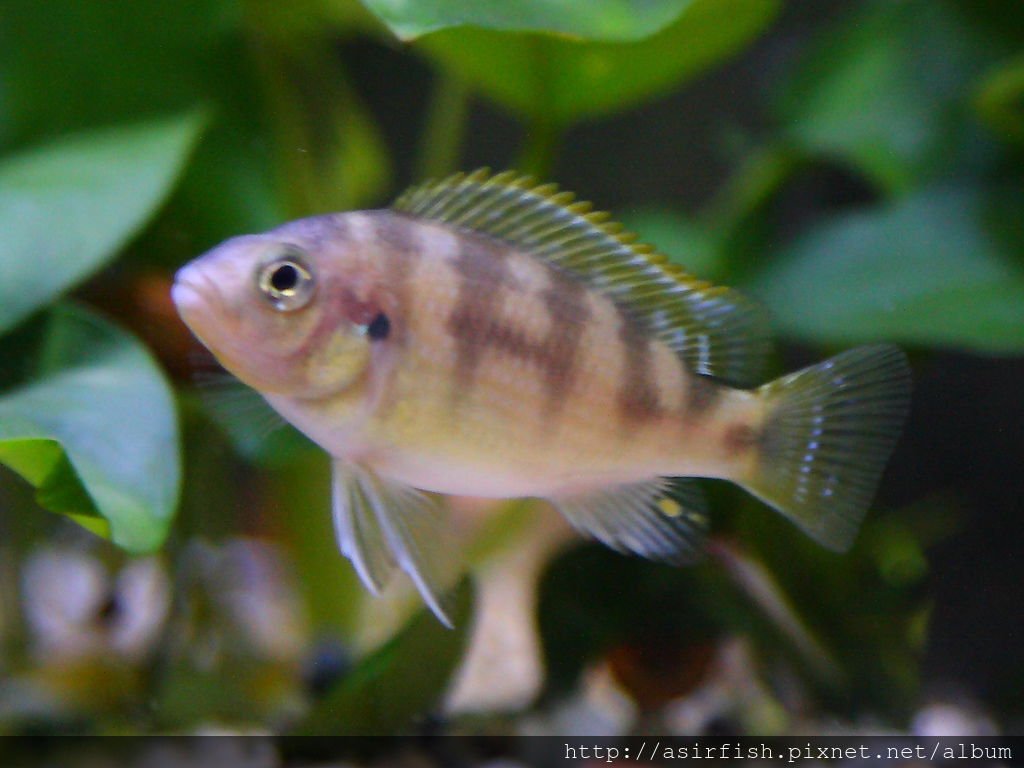 馬鯛 奇蒂姆巴龍王鯛 Petrotilapia sp. &apos;chitimba&apos; 2.JPG