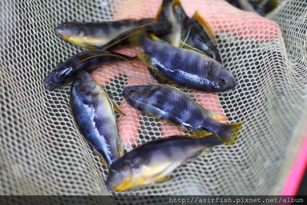 馬鯛 奇蒂姆巴龍王鯛 Petrotilapia sp. &apos;chitimba&apos; 3.JPG